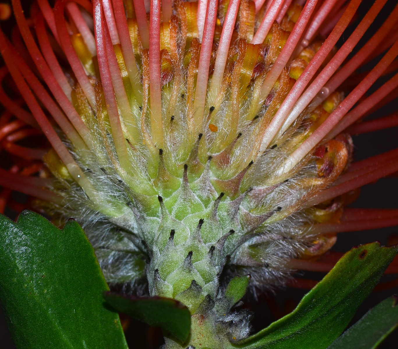 Image of Leucospermum cordifolium specimen.