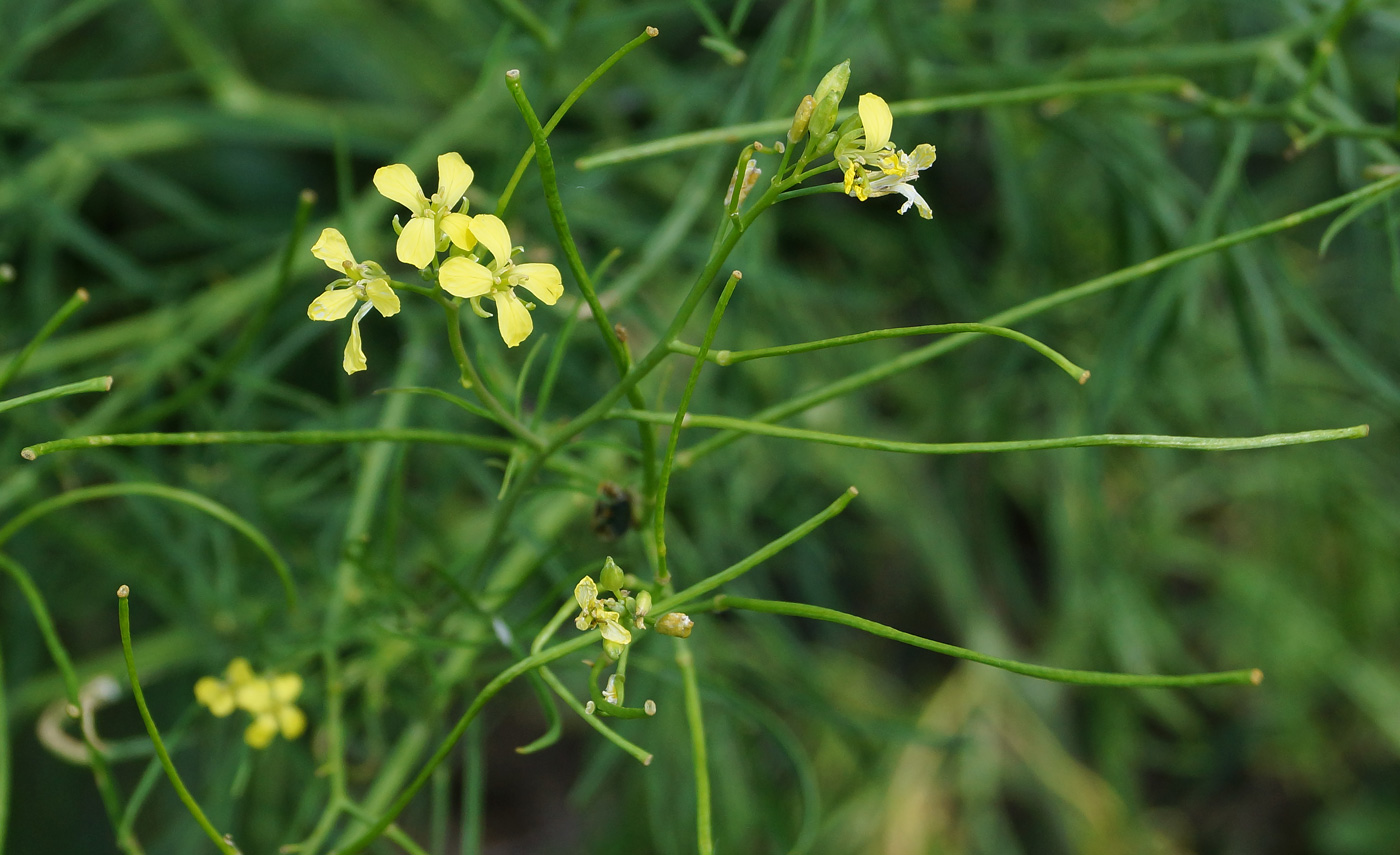 Image of Sisymbrium altissimum specimen.