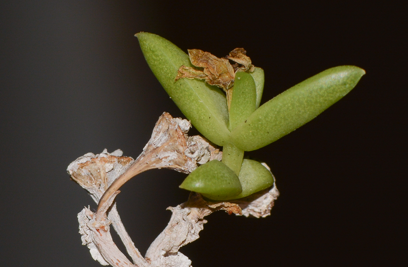 Изображение особи Delosperma luteum.