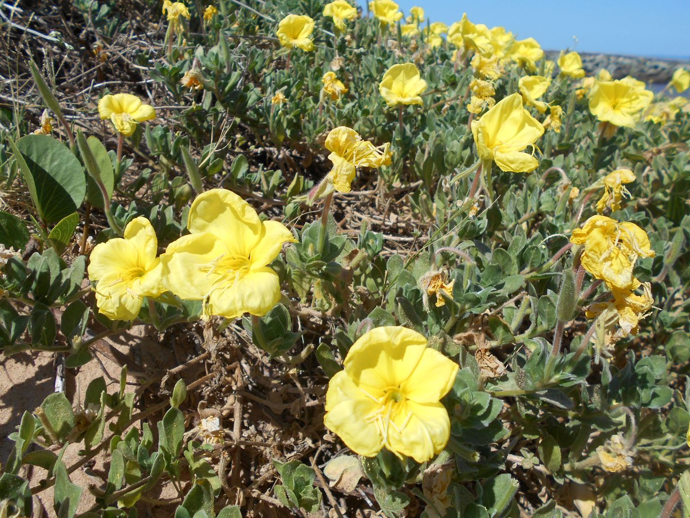 Изображение особи Oenothera drummondii.