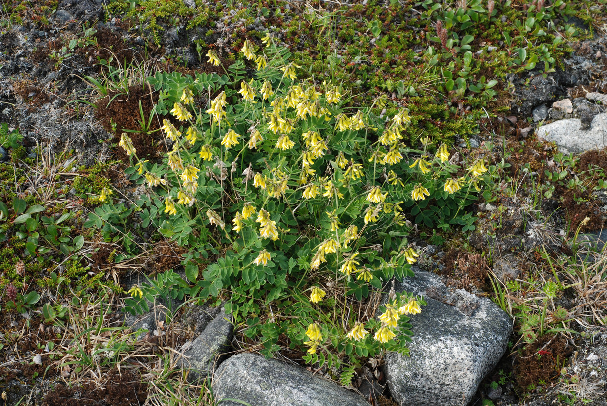 Image of Astragalus frigidus ssp. parviflorus specimen.