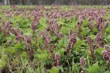 Petasites hybridus