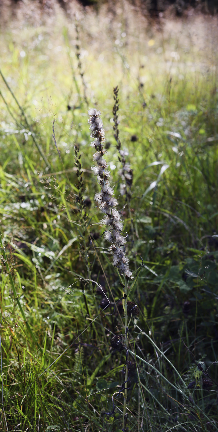 Изображение особи Omalotheca sylvatica.