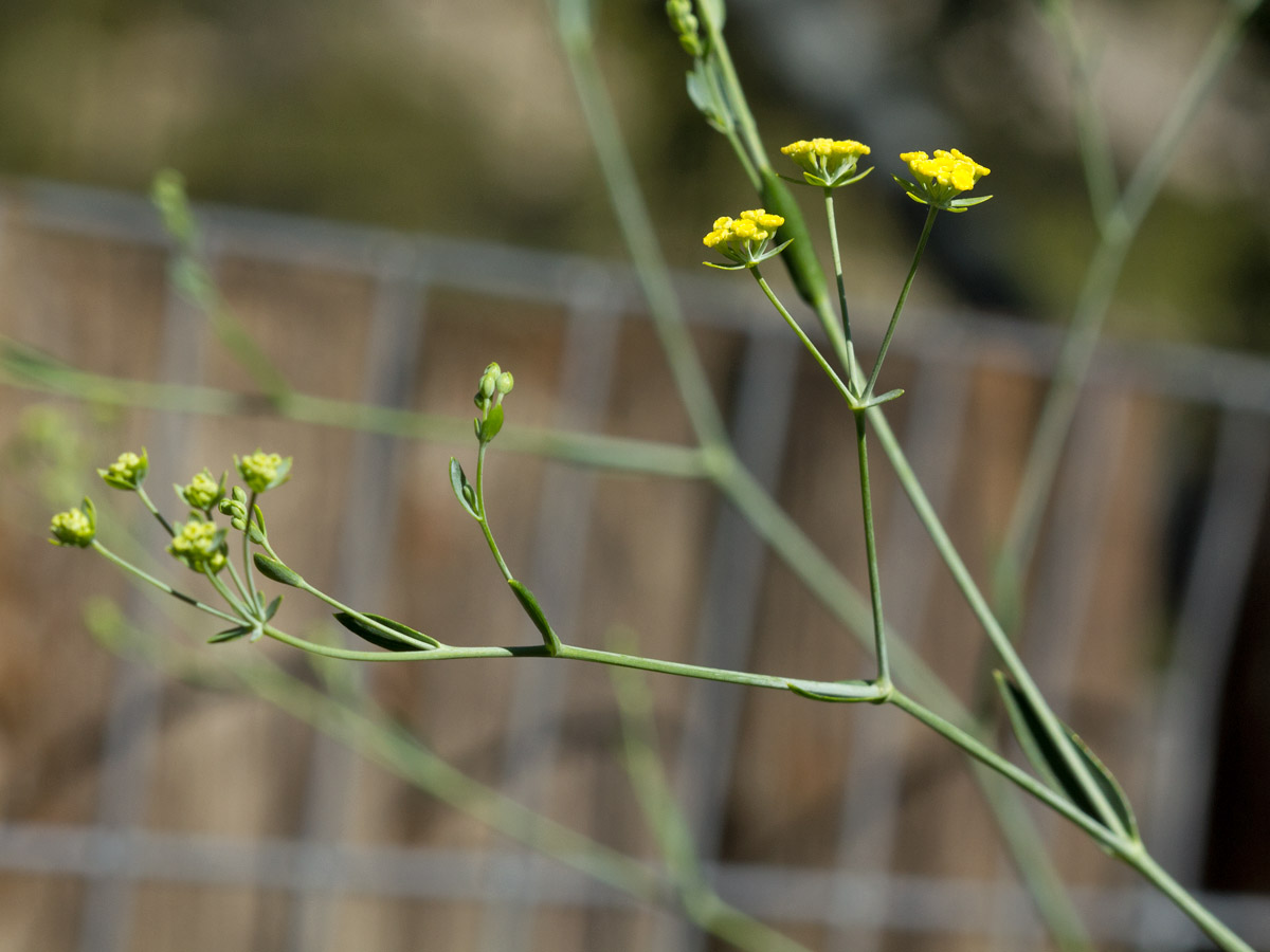 Image of Bupleurum kakiskalae specimen.