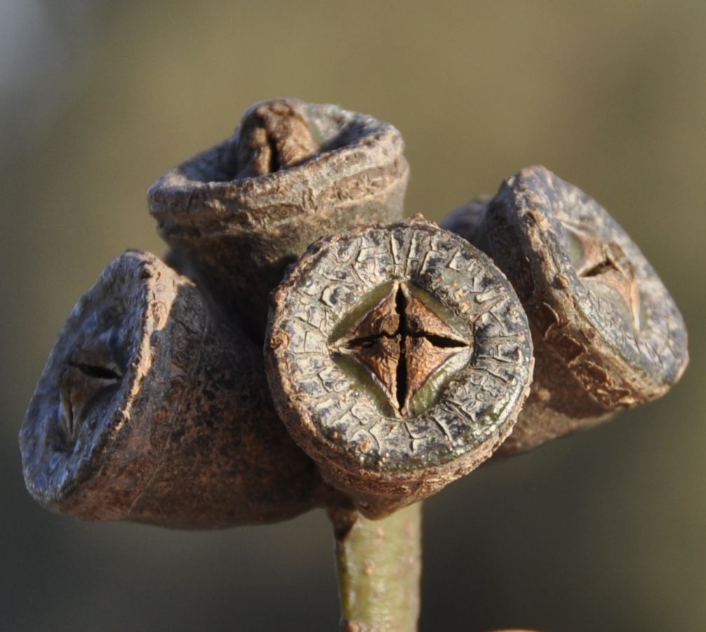 Image of genus Eucalyptus specimen.