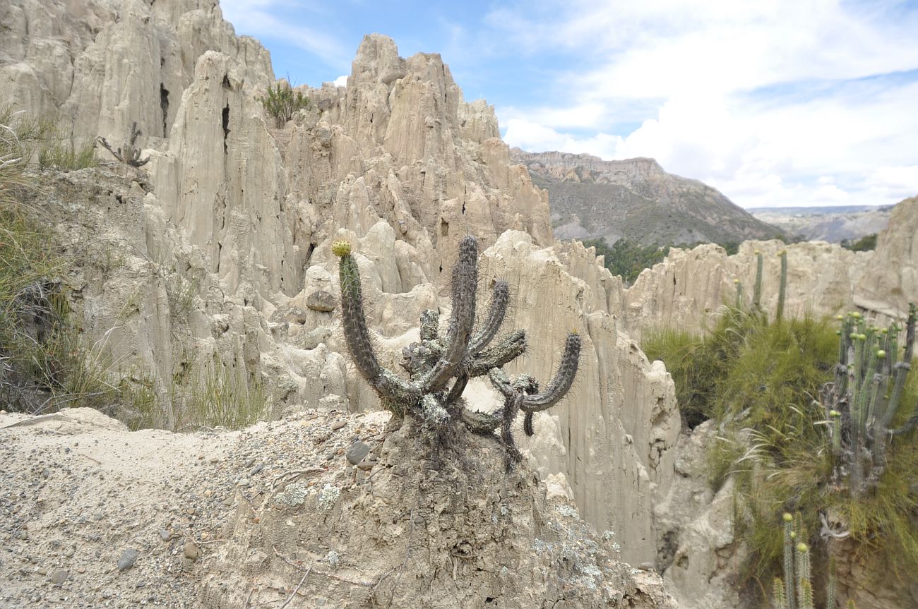 Image of genus Corryocactus specimen.