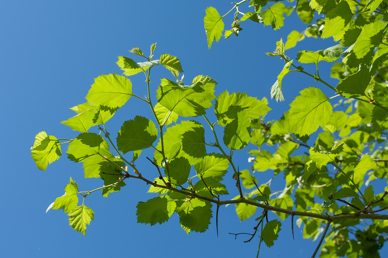 Image of Crataegus submollis specimen.