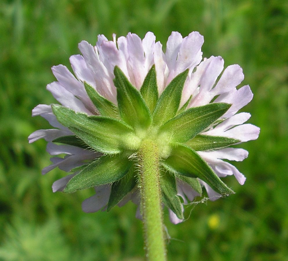 Image of Knautia arvensis specimen.