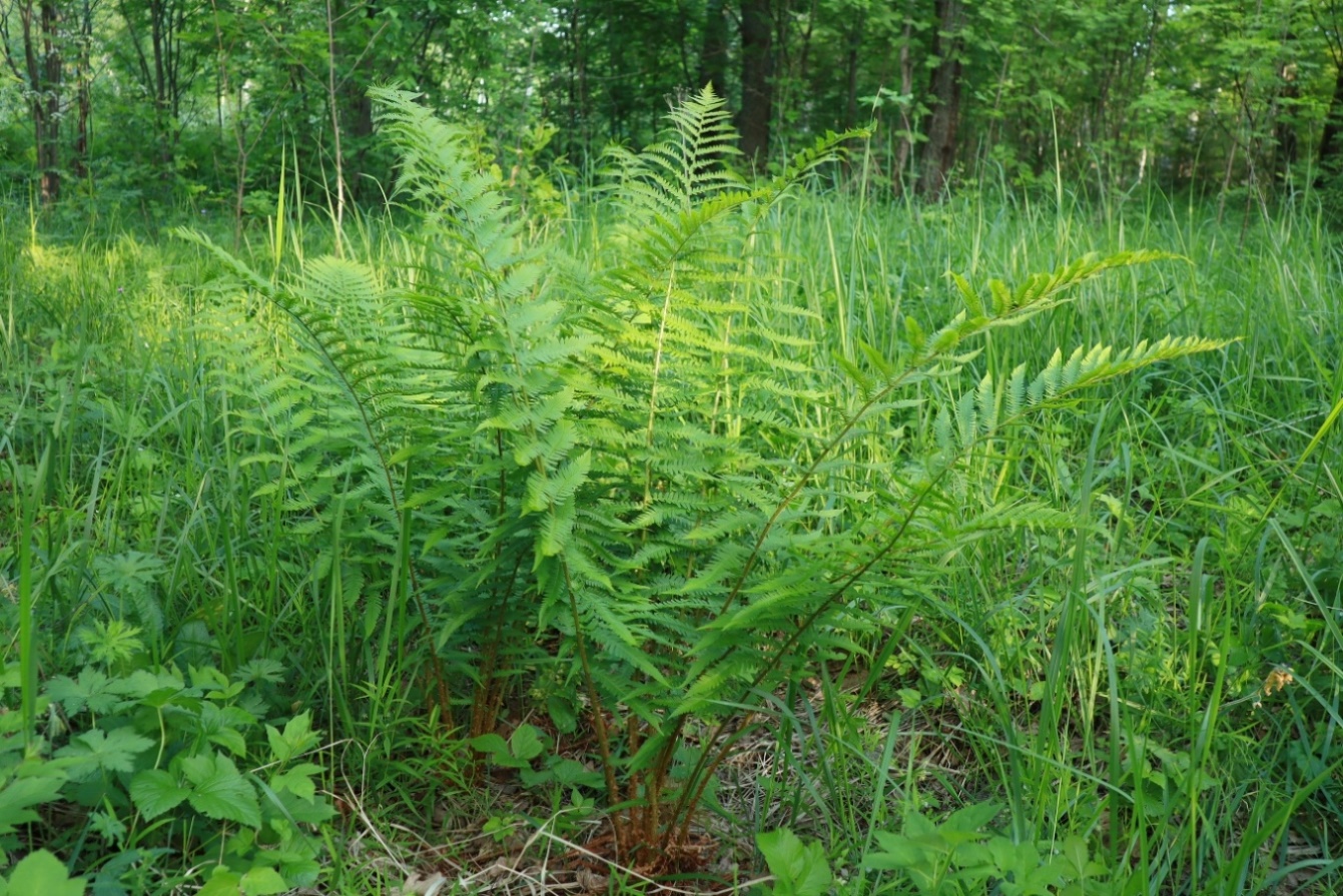 Image of Dryopteris filix-mas specimen.