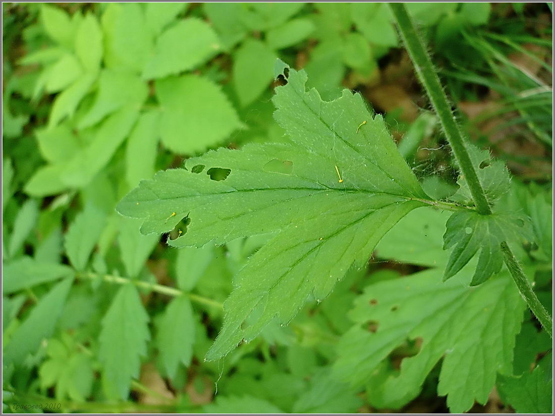 Image of Geum &times; intermedium specimen.