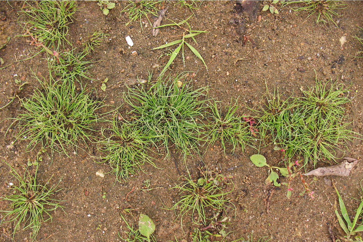 Image of Juncus bufonius specimen.