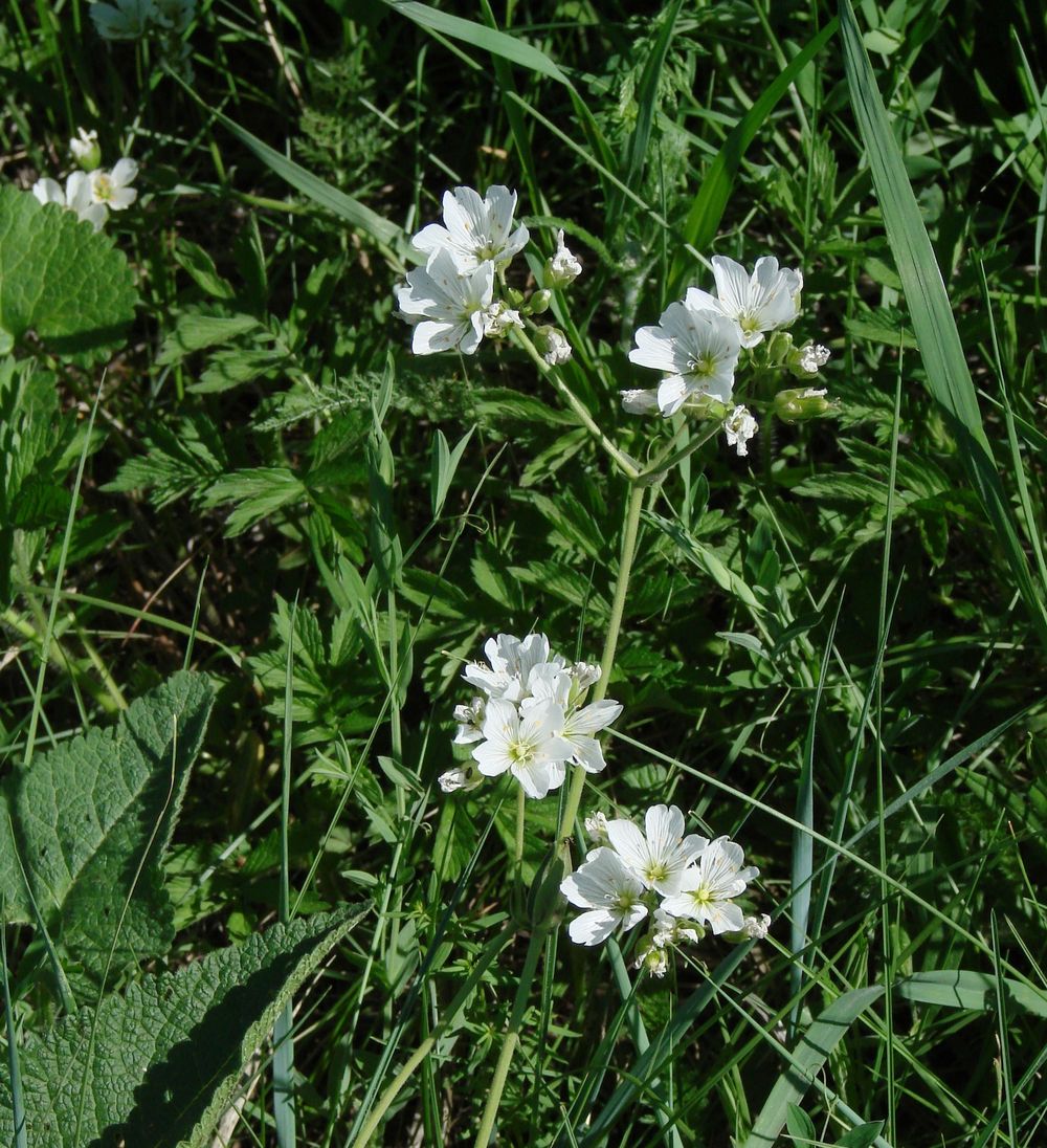 Image of Cerastium maximum specimen.