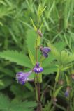 Scutellaria regeliana