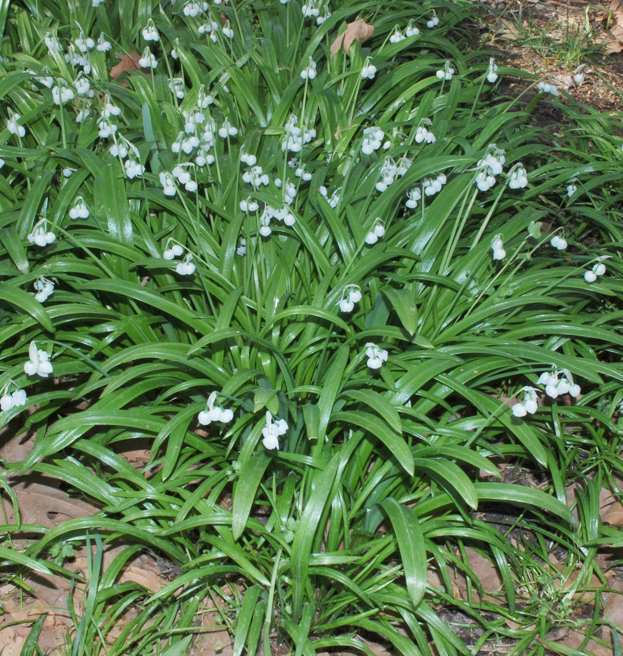 Allium Paradoxum