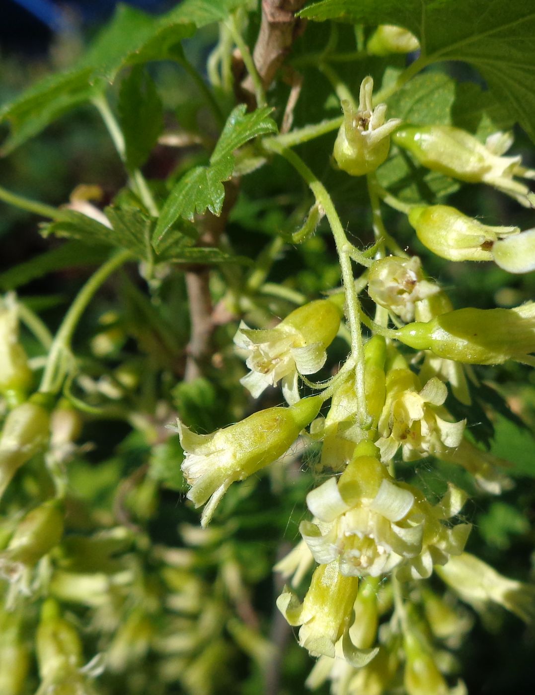 Image of Ribes americanum specimen.