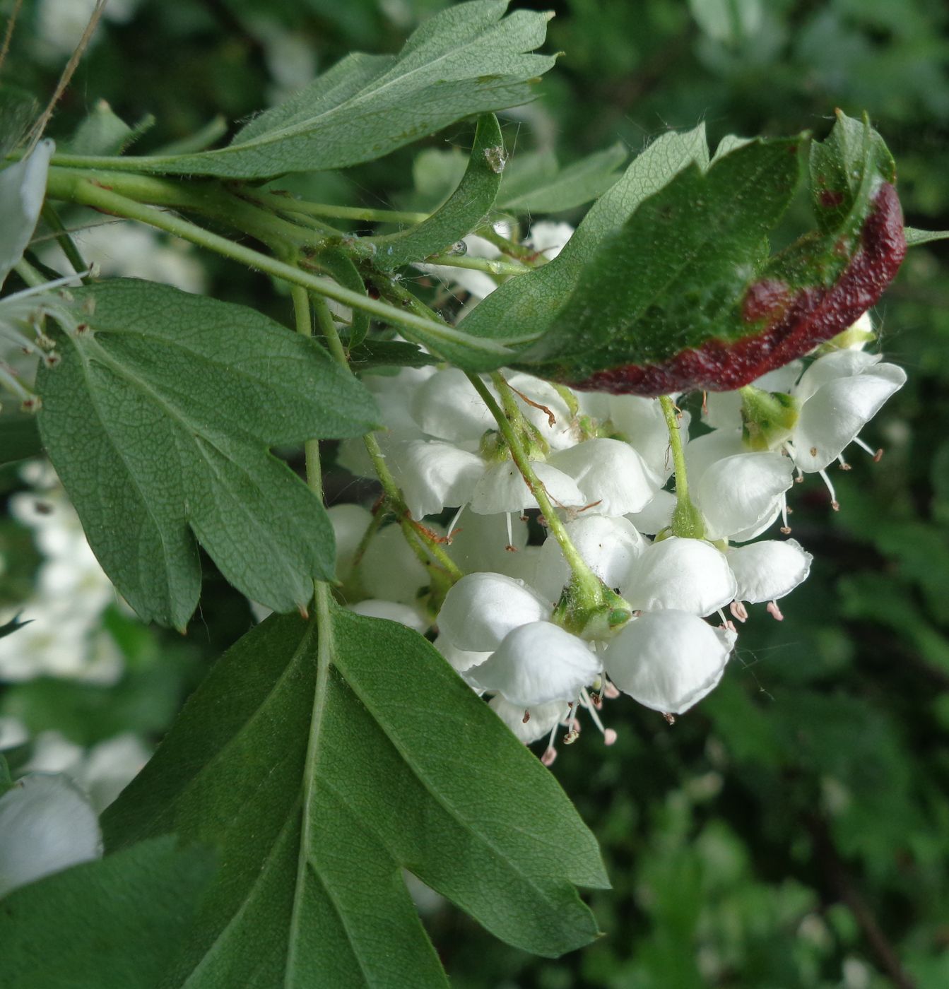 Изображение особи род Crataegus.