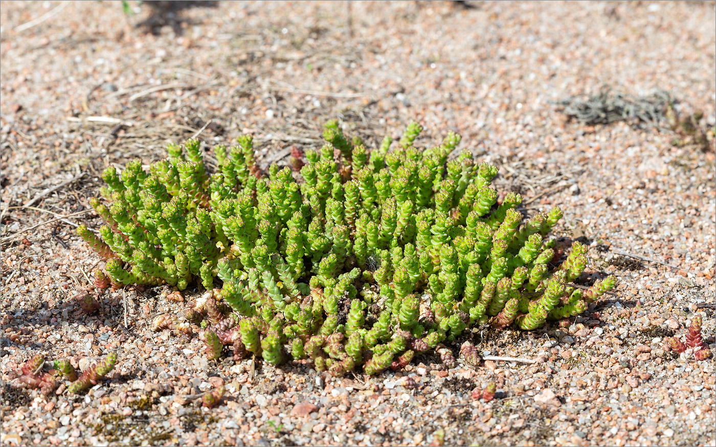 Image of Sedum acre specimen.