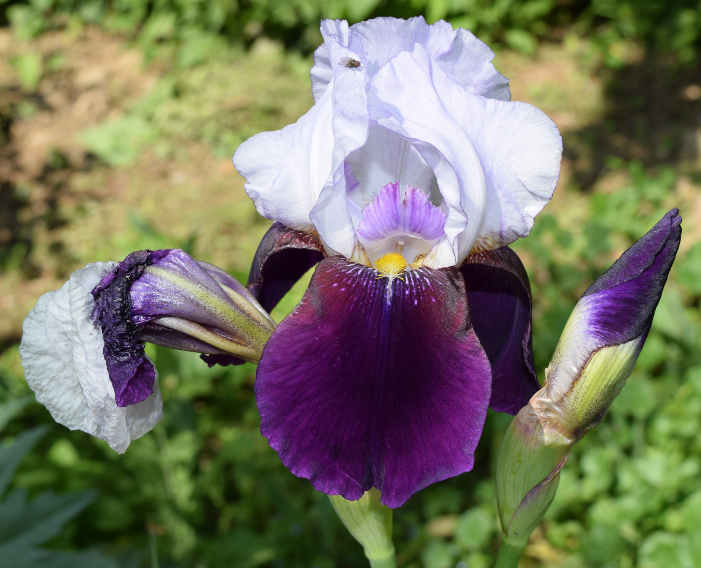 Image of Iris &times; hybrida specimen.