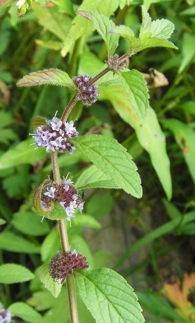 Изображение особи Mentha arvensis.