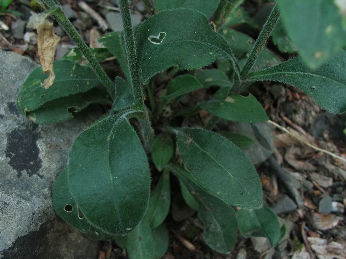 Изображение особи Silene viridiflora.