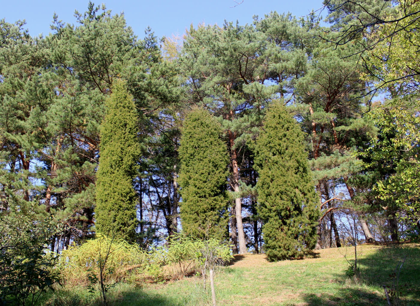 Изображение особи Juniperus rigida.