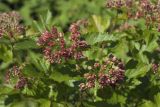 Physocarpus opulifolius