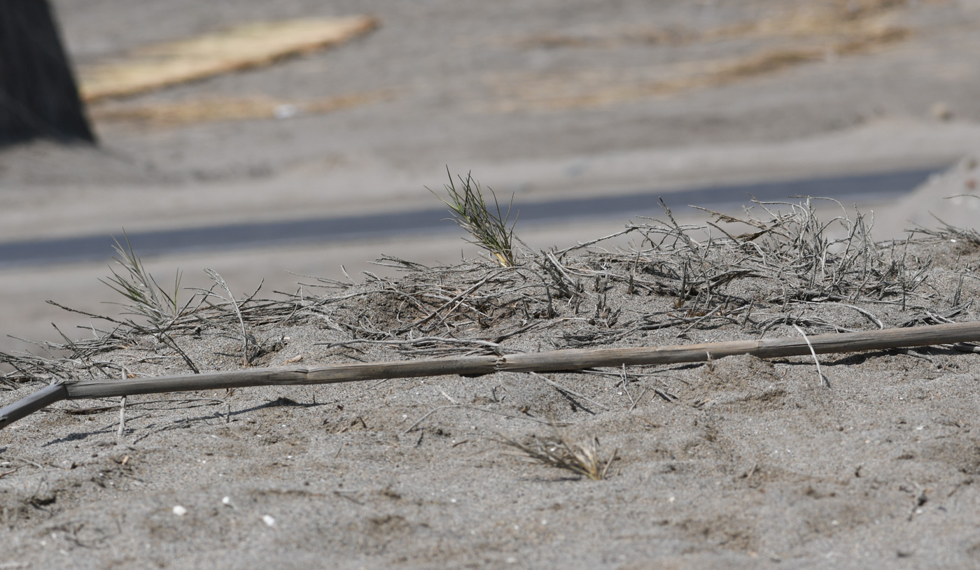 Image of Distichlis spicata specimen.