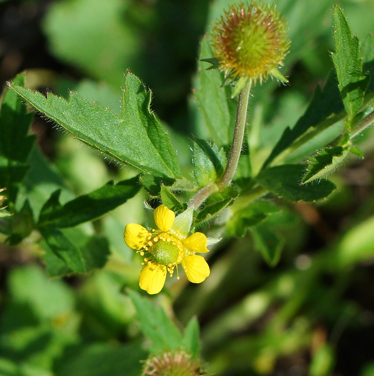 Изображение особи Geum macrophyllum.