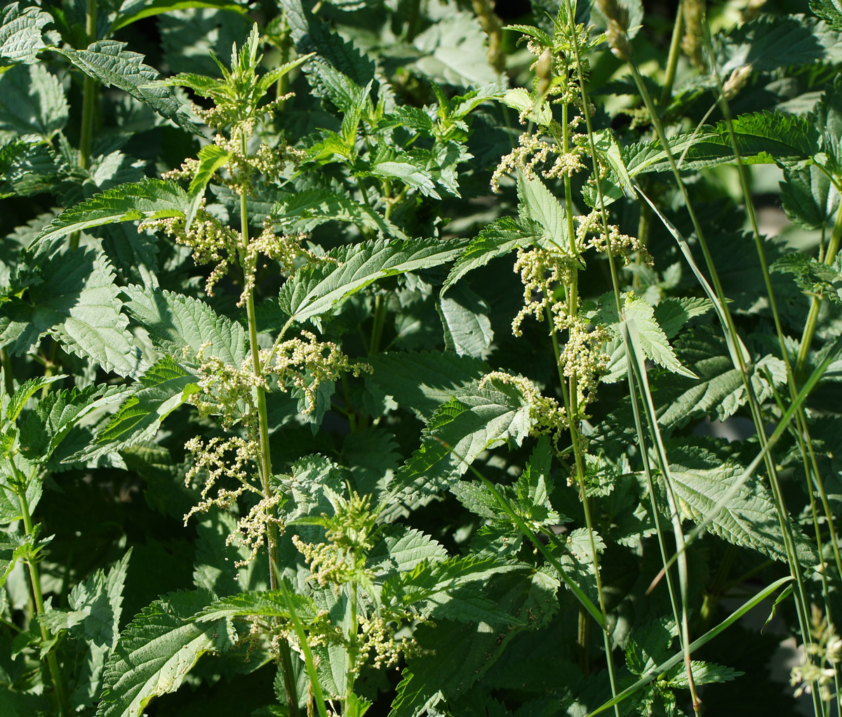 Image of Urtica dioica specimen.