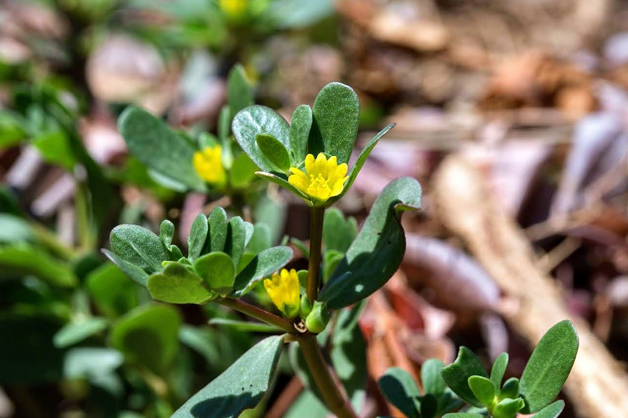 Image of Portulaca oleracea specimen.