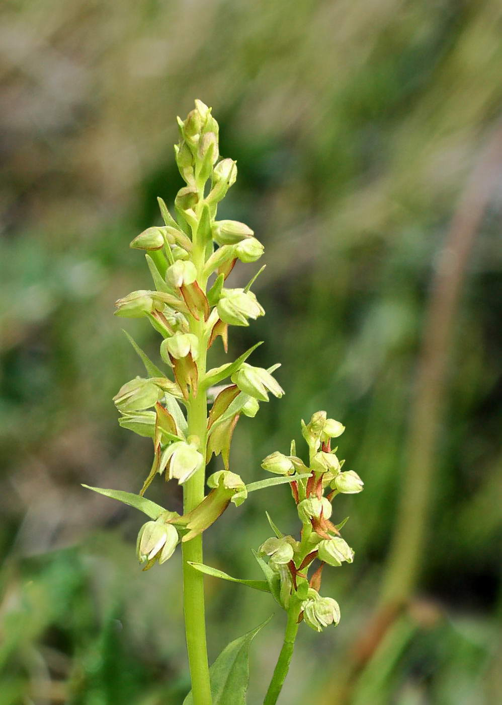 Image of Dactylorhiza viridis specimen.