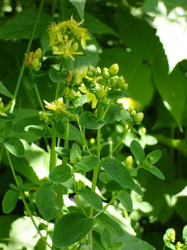 Image of Hypericum kamtschaticum specimen.