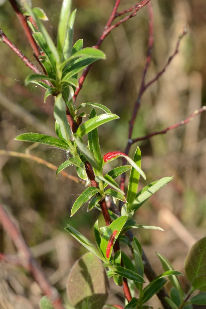 Изображение особи Salix rosmarinifolia.