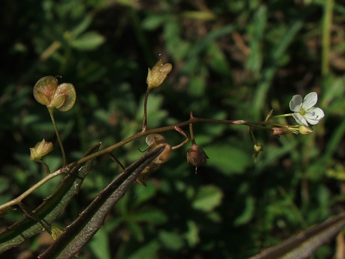 Image of Veronica scutellata specimen.