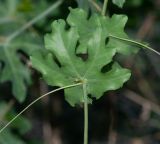 Coccinia sessilifolia