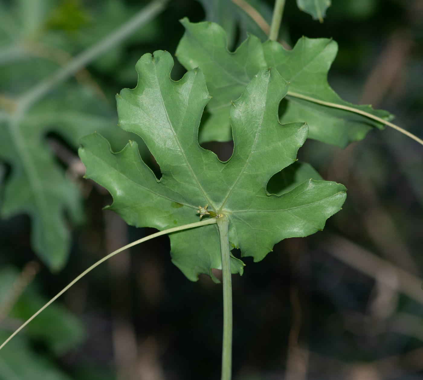 Image of Coccinia sessilifolia specimen.