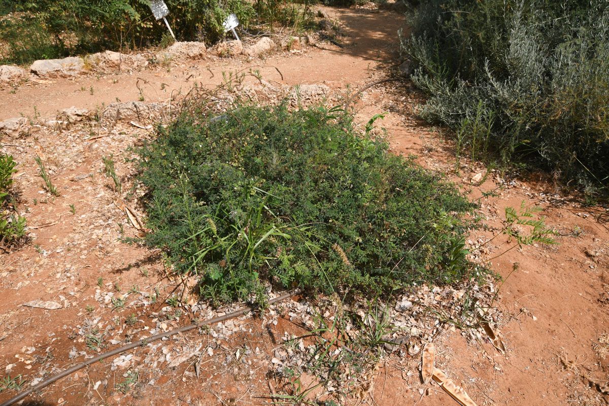 Image of Calliandra eriophylla specimen.