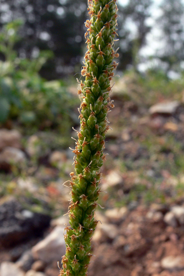 Изображение особи Plantago major.