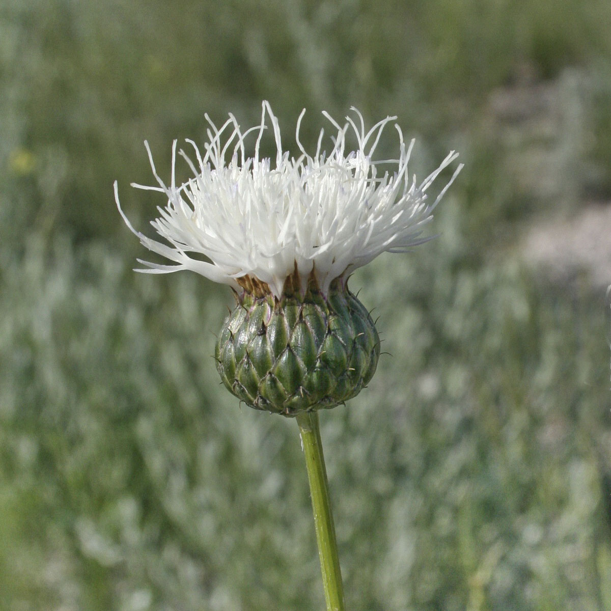 Image of Klasea tanaitica specimen.