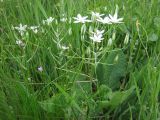 Смотреть изображение Ornithogalum kochii