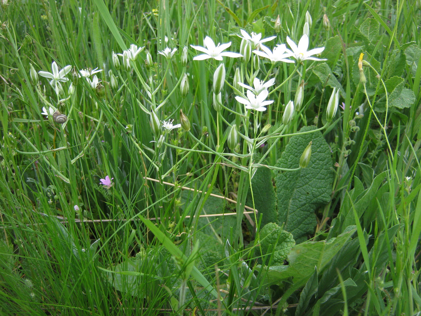 Изображение особи Ornithogalum kochii.