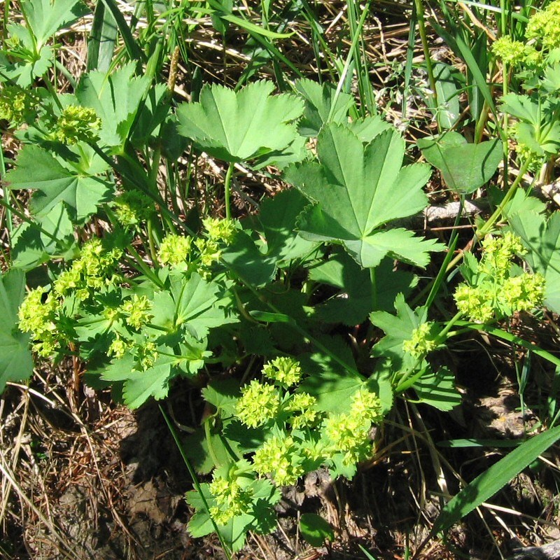 Image of Alchemilla monticola specimen.