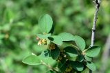 Cotoneaster integerrimus. Соцветие и листья. Санкт-Петербург, Петроградский р-н, Ботанический сад им. Петра Великого, в культуре. 19.05.2021.