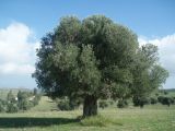 Olea europaea. Старое дерево. Греция, Халкидики, п-ов Кассандра. 20.01.2008.