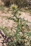 Echinops maracandicus