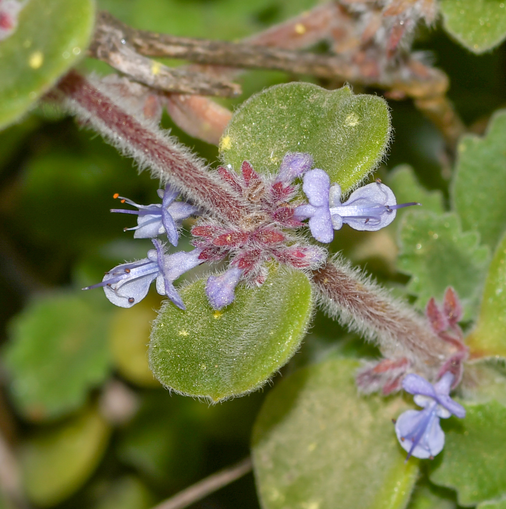 Image of Coleus australis specimen.