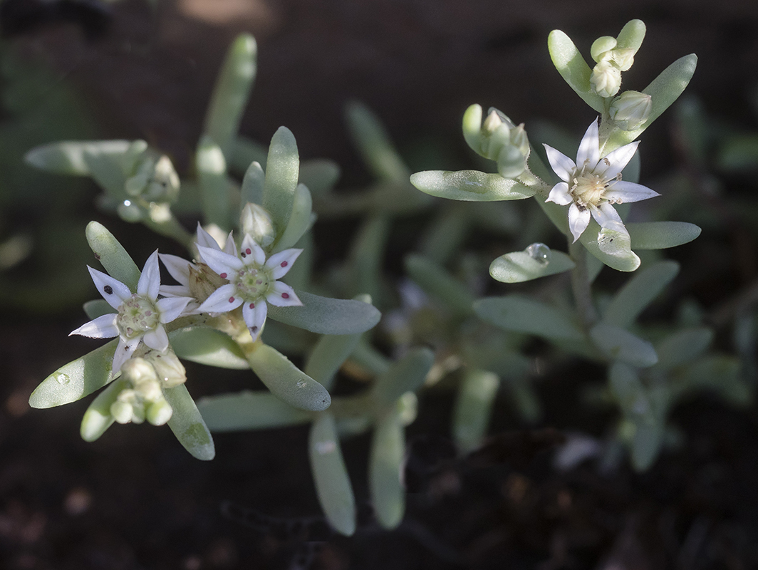 Image of Sedum hispanicum specimen.