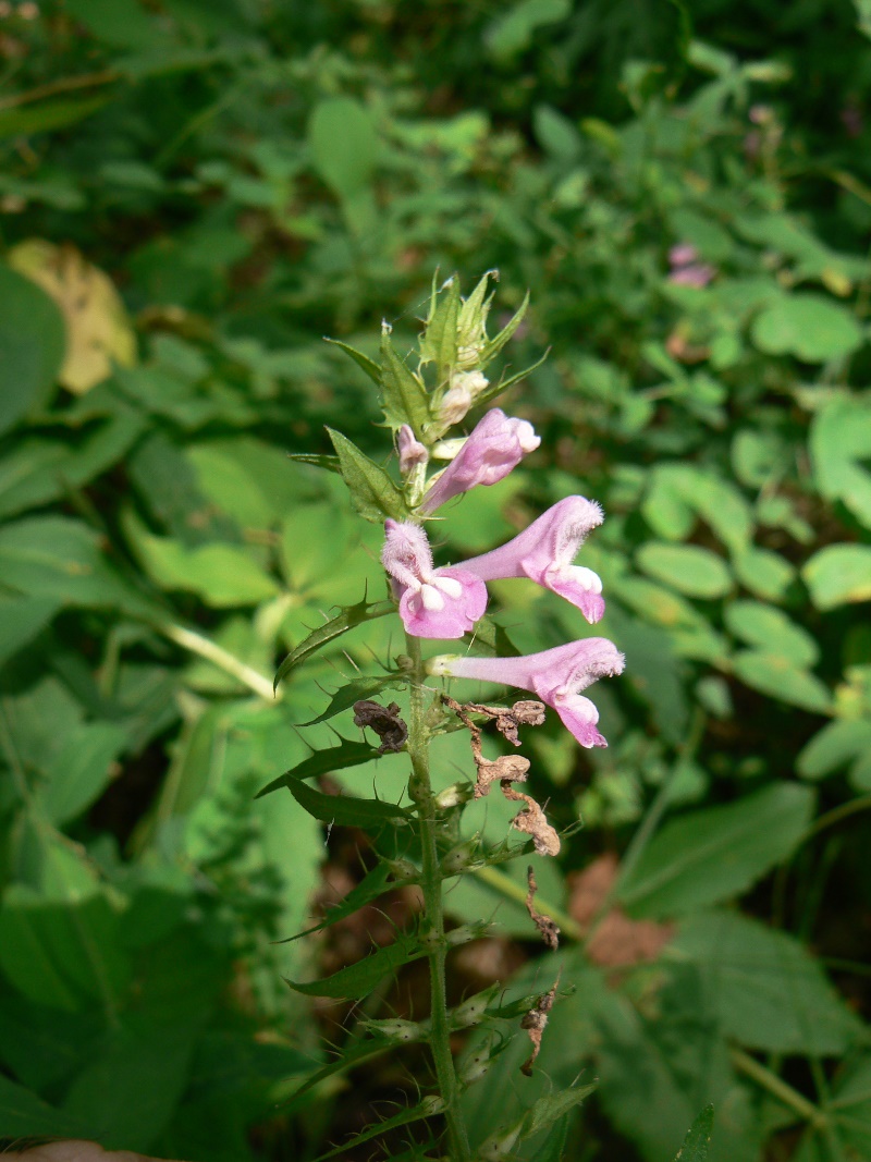 Изображение особи Melampyrum roseum.