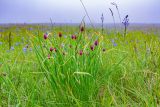 Allium schoenoprasum