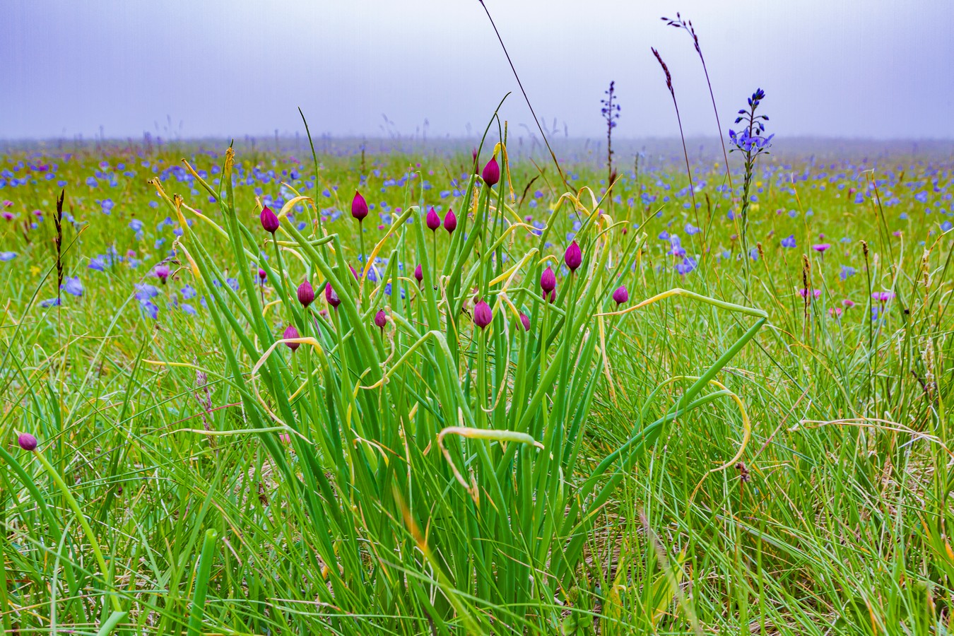 Изображение особи Allium schoenoprasum.